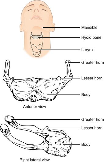 712 Hyoid Bone.jpg