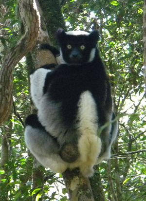 A medium-size lemur clings to a tree while looking over its shoulder. It has a very short tail and its face, hands, and upper back are black while the rest of it is white.