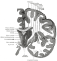 Coronal section of brain through intermediate mass of third ventricle.
