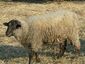 Hog Island sheep at Mt Vernon.jpg