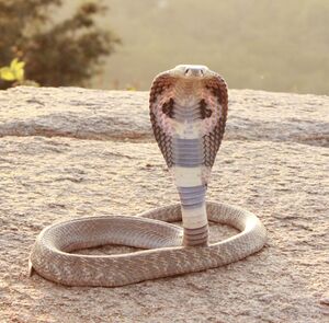 Indian Cobra, crop.jpg