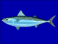 Chub mackerel