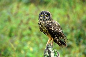 Asio flammeus -Santa Cruz, Galapagos-8.jpg