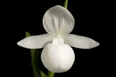 Alba form of flower