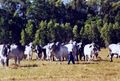 Some of the Brahman bulls in a paddock, Tipperary Station, Northern Territory, Australia