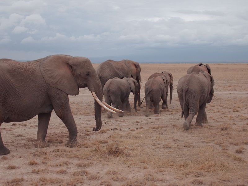 ملف:Elephants in Kenya.jpg