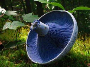 An upturned Lactarius indigo mushroom
