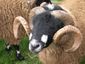 Sheep with interesting horns.jpg