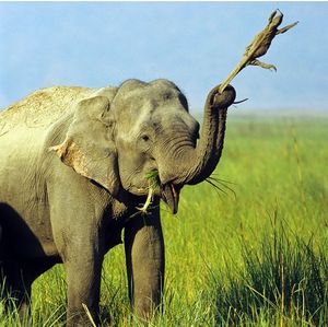 فيل هندي يمسك بخرطومه بذيل سحلية.