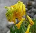 yellow corydalis (Corydalis or Pseudofumaria lutea)