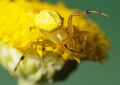 Thomisidae (?)