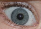 Blue-green eye closeup.JPG