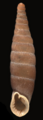oblong shell of Bulgarica denticulata