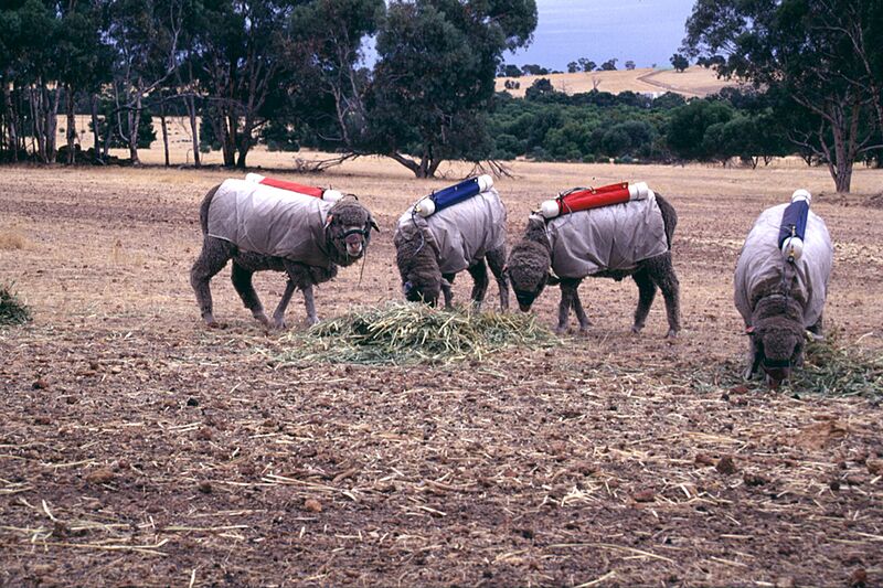 ملف:CSIRO ScienceImage 1898 Testing Sheep for Methane Production.jpg