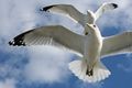 Ring-billed Gulls at Chesapeake Bay