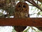Tawny Owl (5333967519).jpg