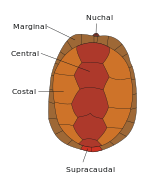 The scutes of a turtle's carapace