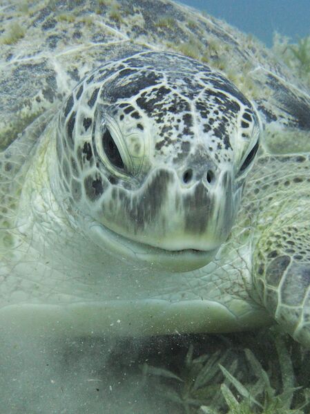 ملف:Green sea turtle portrait.JPG