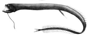 Idiacanthus atlanticus.jpg