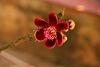 Lingam Flower.jpg