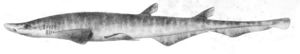 Galeus atlanticus1.jpg