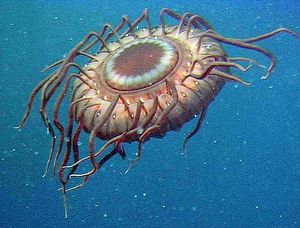 Jellyfish Atolla wyvillei.jpg.jpg