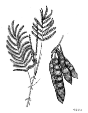 Acacia polycantha.png