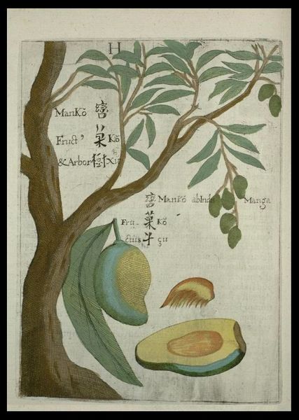 ملف:Flora Sinensis - Mango.JPG