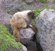 Hoary marmot (Marmota caligata), Mount Rainier National Park