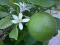 Lime and Blossom growing in south Spain