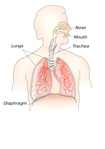 Respiratory system.svg