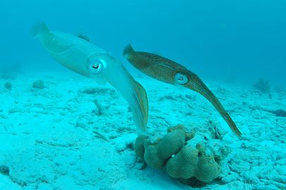 Reef squid, Bonaire