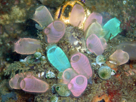 Fluorescent-colored sea squirts, Rhopalaea crassa. Tunicates may provide clues to vertebrate (and therefore human) ancestry.[75]