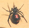 Female black widow showing red "hourglass" marker.