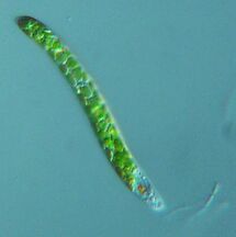 Euglena mutabilis, a photosynthetic flagellate