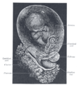 Fetus of about eight weeks, enclosed in the amnion. Magnified a little over two diameters