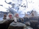 Japanese macaque at Jigokudani hotspring