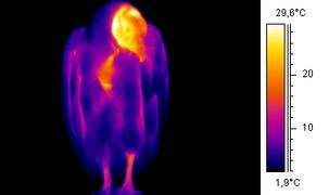 Some members of both the Old and New World vultures have an unfeathered neck and head, shown as radiating heat in this thermographic image.