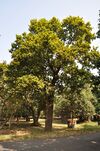 Acharya Jagadish Chandra Bose Indian Botanic Garden - Howrah 2011-01-08 9797.JPG