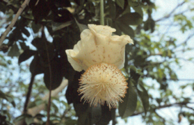 Adansonia digitata 20050823 flower.png