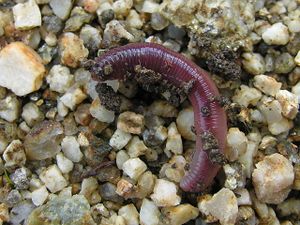 Earthworm Miñoca 060106GFDL.jpg