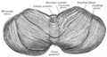 Upper surface of the cerebellum
