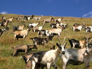 Козе изнад Ст.Леонарда, Јужни Тирол, Италија.jpg