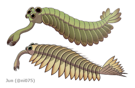 Opabinia and Utaurora (Opabiniidae)