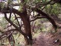 Acacia heterophyllaBark