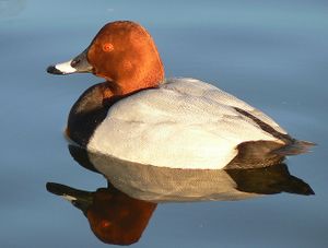 Male pochard reflection in evening.jpg