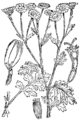 Smrdljivi hlapček. (Chrysánthemum Parthénium.) [sic!] Illustration #263 in: Martin Cilenšek: Naše škodljive rastline, Celovec (1892)