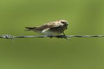 Plain Martin - Natal - South Africa S4E6445 (16978324252).jpg