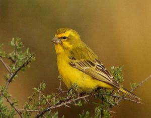 Serinus flaviventris -Great Karoo, Northern Cape, South Africa -adult male-8.jpg