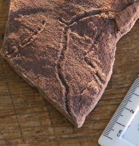 A late Ediacaran trace fossil preserved on a bedding plane